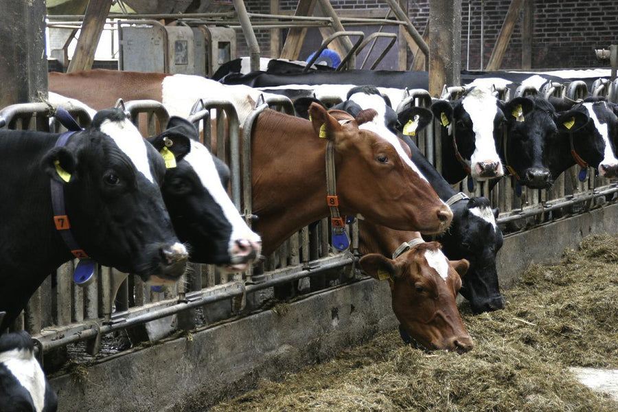 Reasons to go vegan for the environment