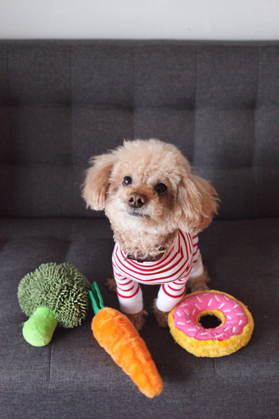 Can dog's be vegan? - Five Vegans