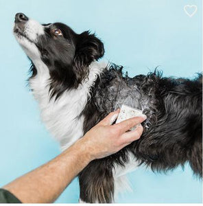 Ethique Shampooch For Sensitive Dogs-Five Vegans